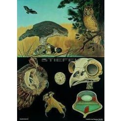 Ragadozó madarak oktatótabló