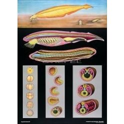 Lándzsahal oktatótabló