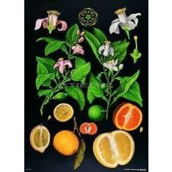 Citrusfélék oktatótabló
