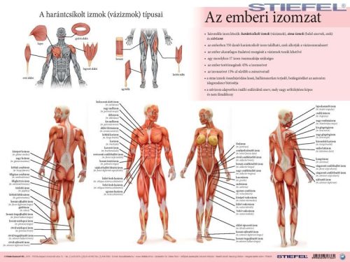 Az emberi vázizomzat / érzékszervek asztali alátét A3 duo