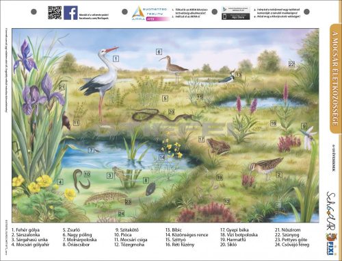 A mocsár életközössége + munkaoldal tanulói munkalap