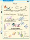 Geometria - a szög fixi munkalap