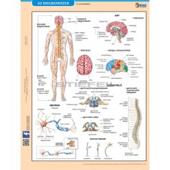 Az idegrendszer fixi tanulói munkalap