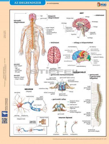 Az idegrendszer fixi tanulói munkalap