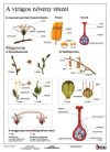 A virágos növény részei + munkaoldal tanulói munkalap