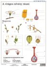 A virágos növény részei + munkaoldal tanulói munkalap
