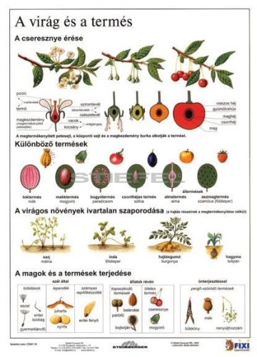 A virág és a termés + munkaoldal tanulói munkalap