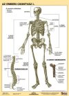 Az emberi csontváz I-II. DUO tanulói munkalap
