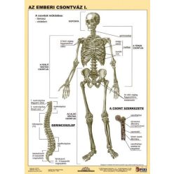 Az emberi csontváz I-II. DUO tanulói munkalap