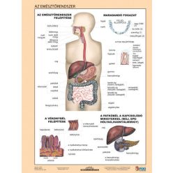 Az emésztőrendszer + Az emésztés DUO tanulói munkalap