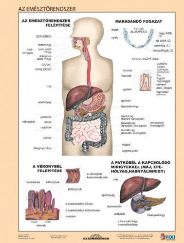 Az emésztőrendszer + Az emésztés DUO tanulói munkalap