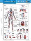 Vérkeringés tanulói munkalap + munkaoldal