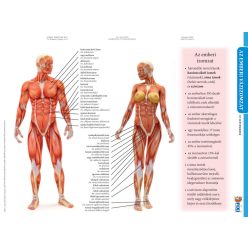 Az emberi vázizomzat duo fixi tanulói munkalap