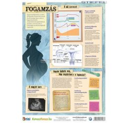 Fogamzás - fali oktatótabló