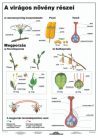A virágos növény részei DUO 