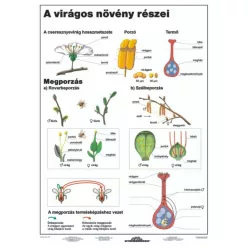 A virágos növény részei DUO 