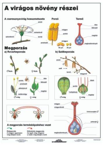 A virágos növény részei DUO 