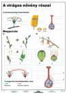 A virágos növény részei DUO 
