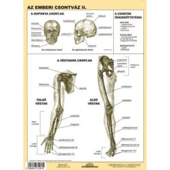 Az emberi csontváz II. DUO 