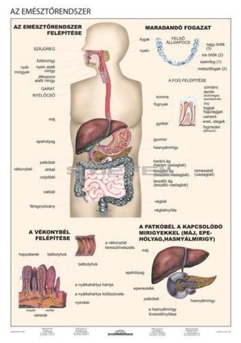 Emésztés és egészséges táplálkozás DUO