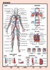 Vérkeringés fali tabló faléces