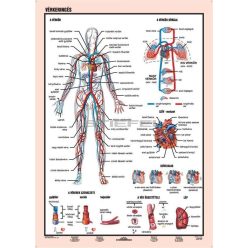 Vérkeringés fali tabló faléces