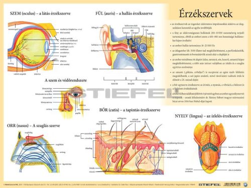 Érzékszervek falitabló faléces