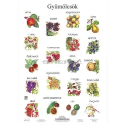 Gyümölcsök