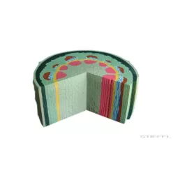 Kétszikű szár modell