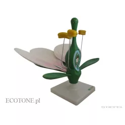 Barackvirág keresztmetszeti modell