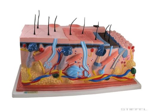 Bőr felépítése, nagy méretű modell