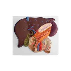 Emésztő és kiválasztó szervrendszeri modellek