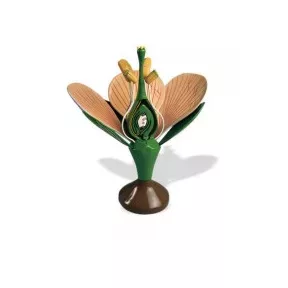 Növénytani, botanikai modellek