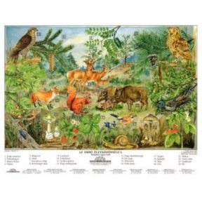 Természetismeret és anatómia